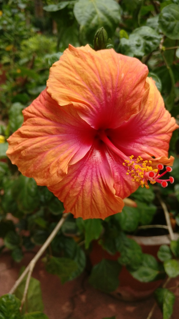 hibiscus orange colorful free photo