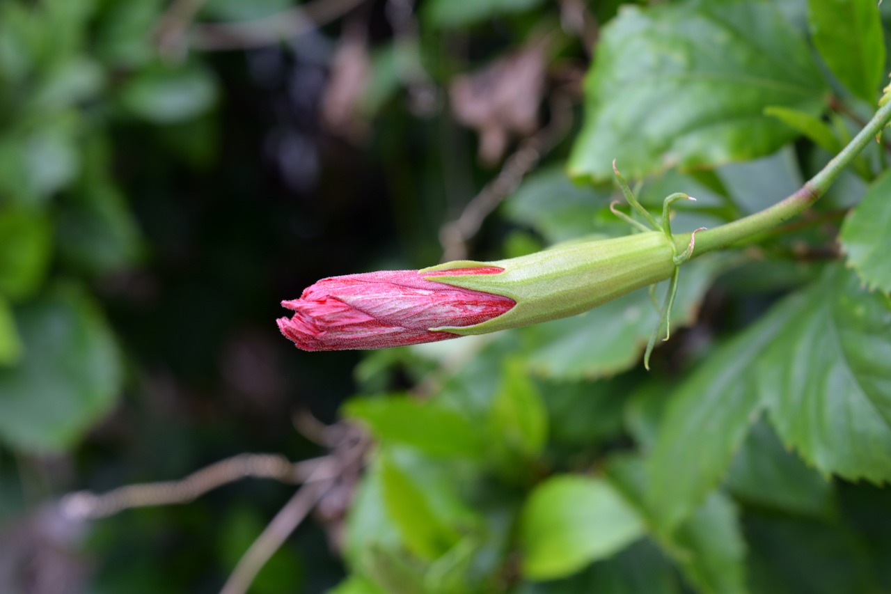 hibiscus flower red free photo