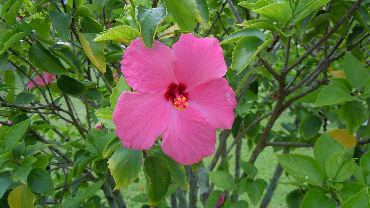 hibiscus pink flowers free photo