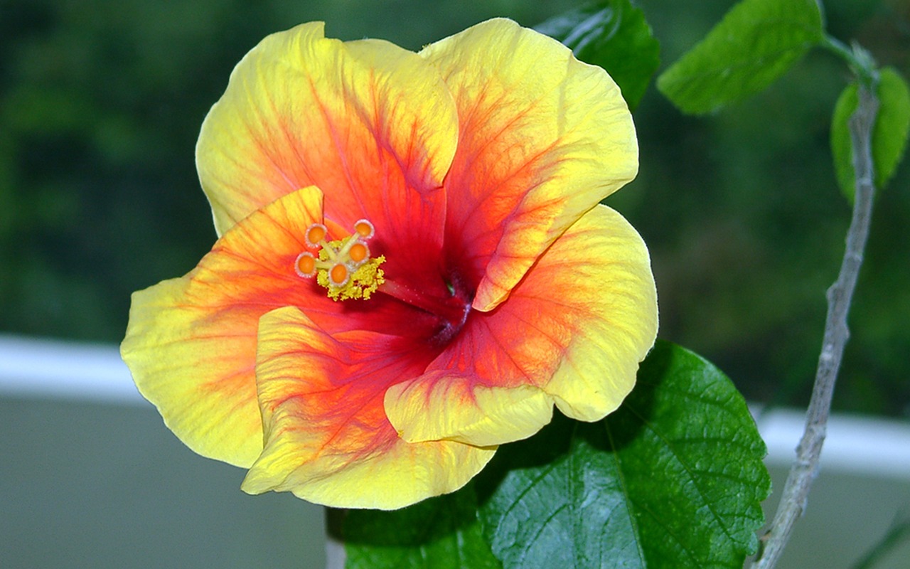 hibiscus red yellow mallow free photo