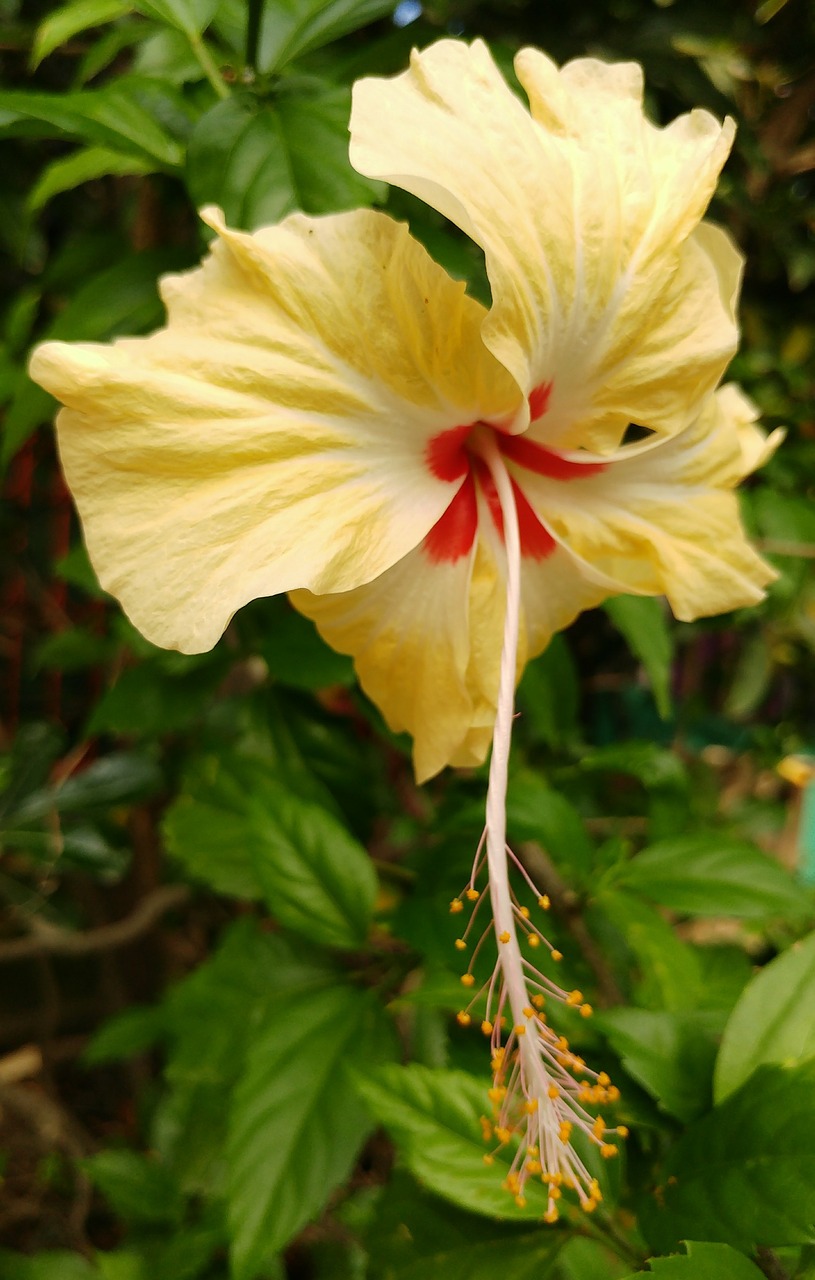 hibiscus flower yellow free photo