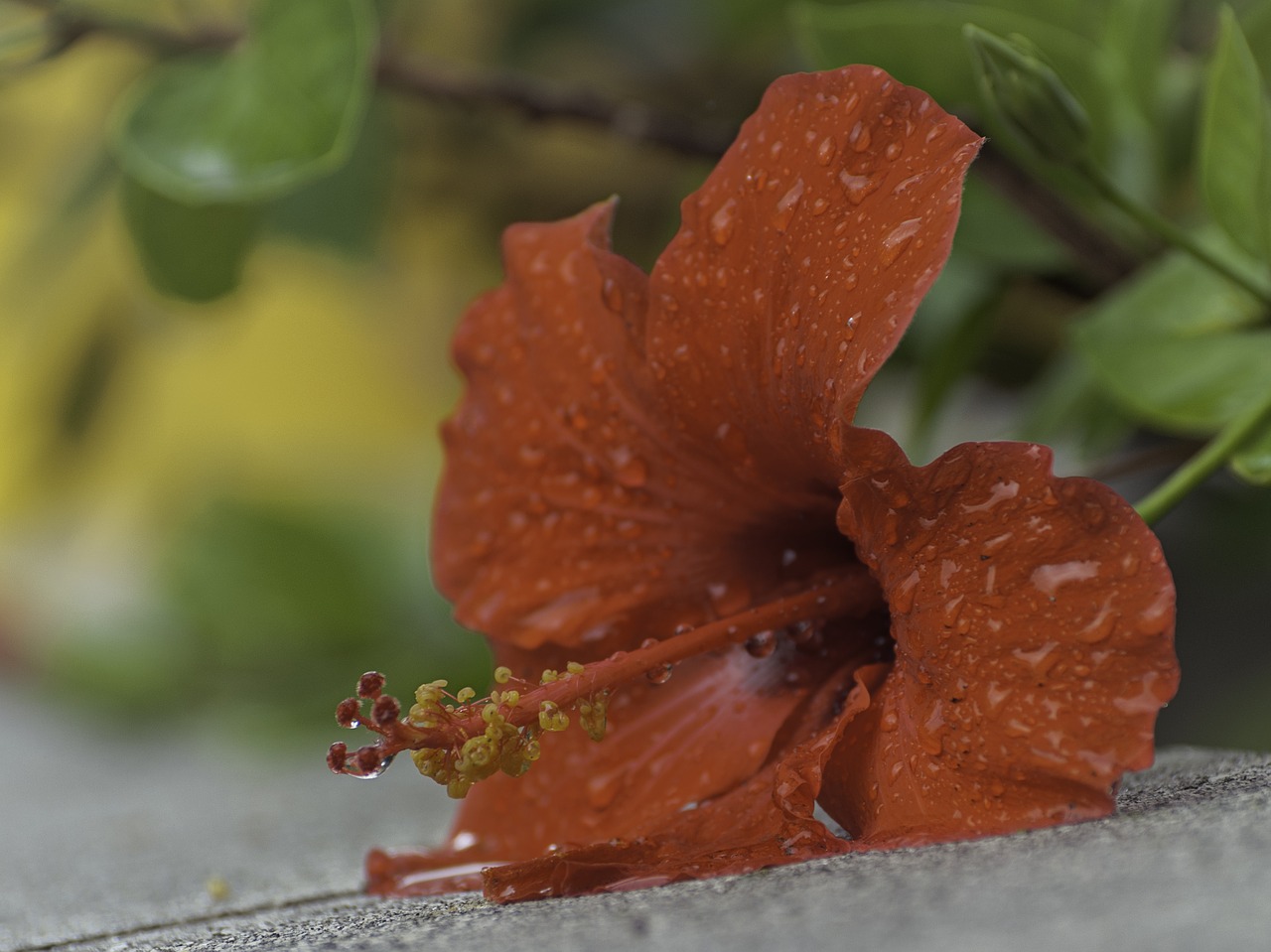 hibiscus flower plant free photo