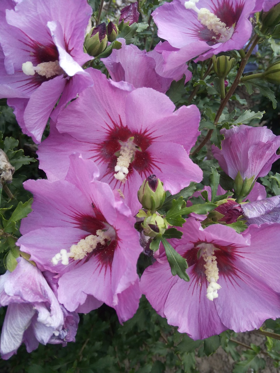 hibiscus summer flowers free photo