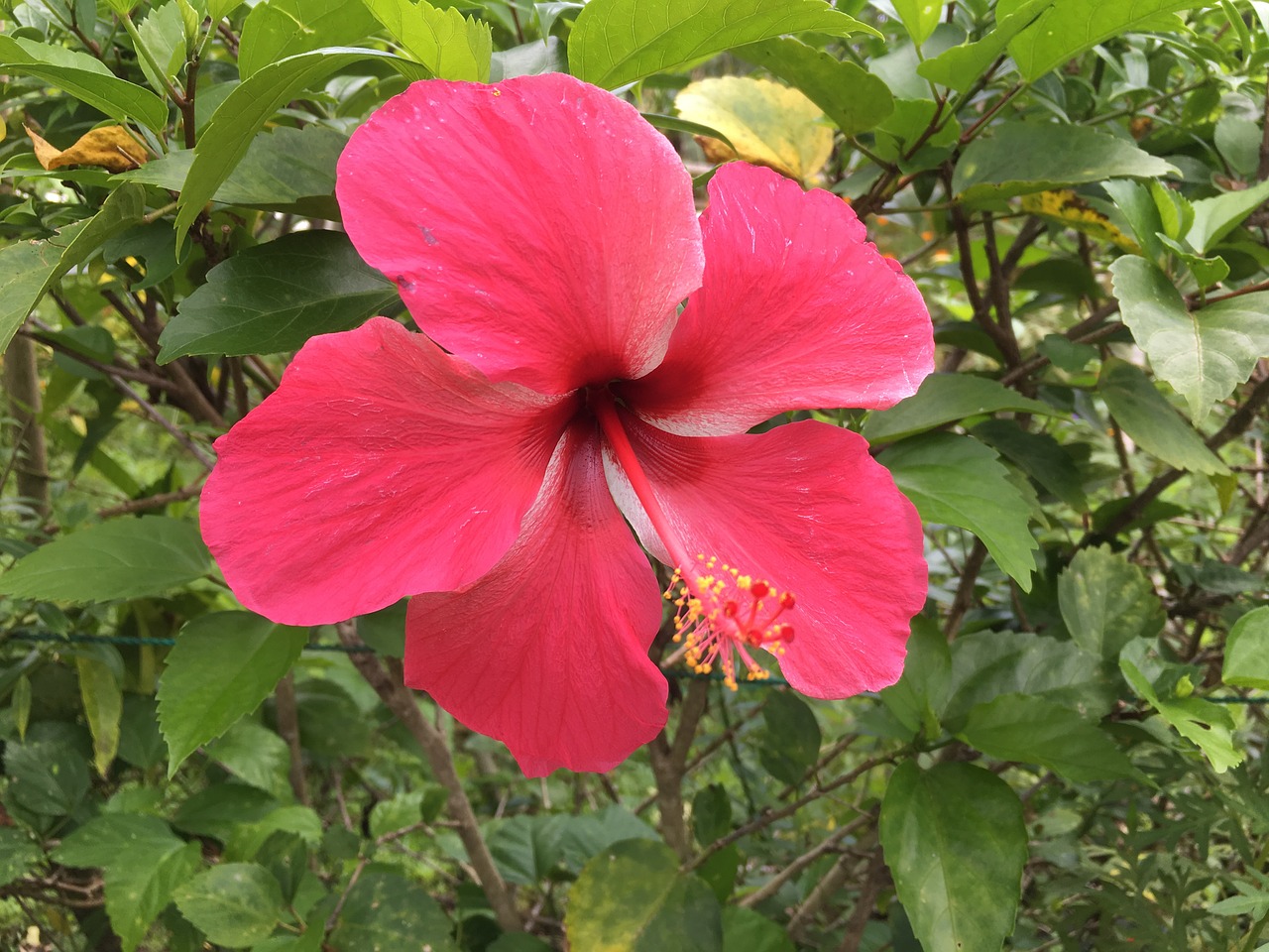 hibiscus flower tropical free photo