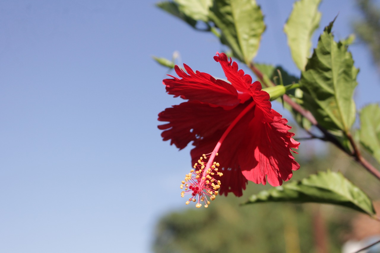 hibiscus flower plant free photo