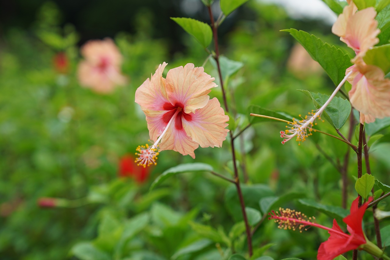 hibiscus tropical hibisceae free photo