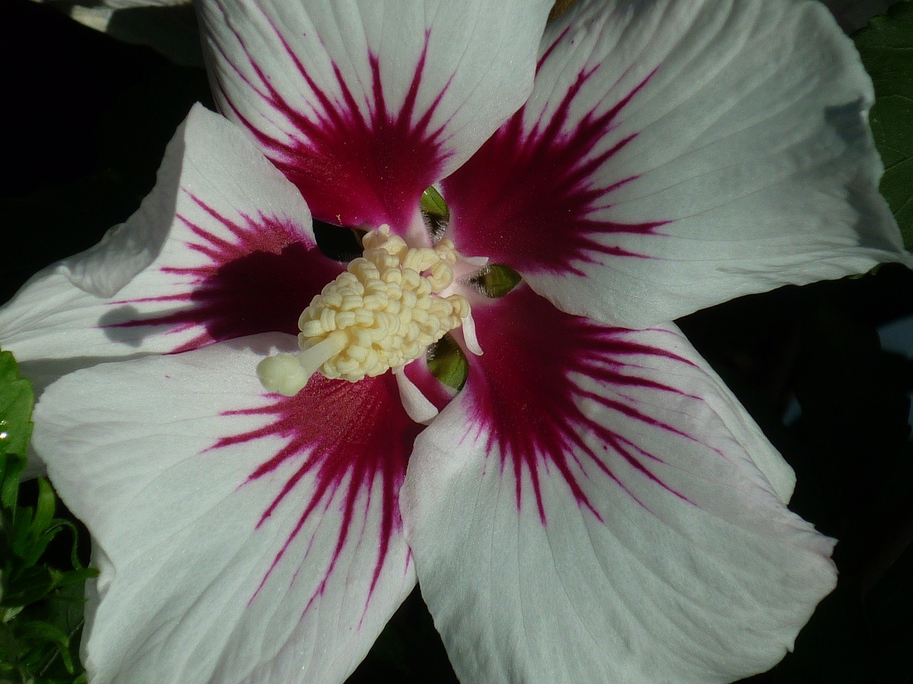 hibiscus flower mallow free photo