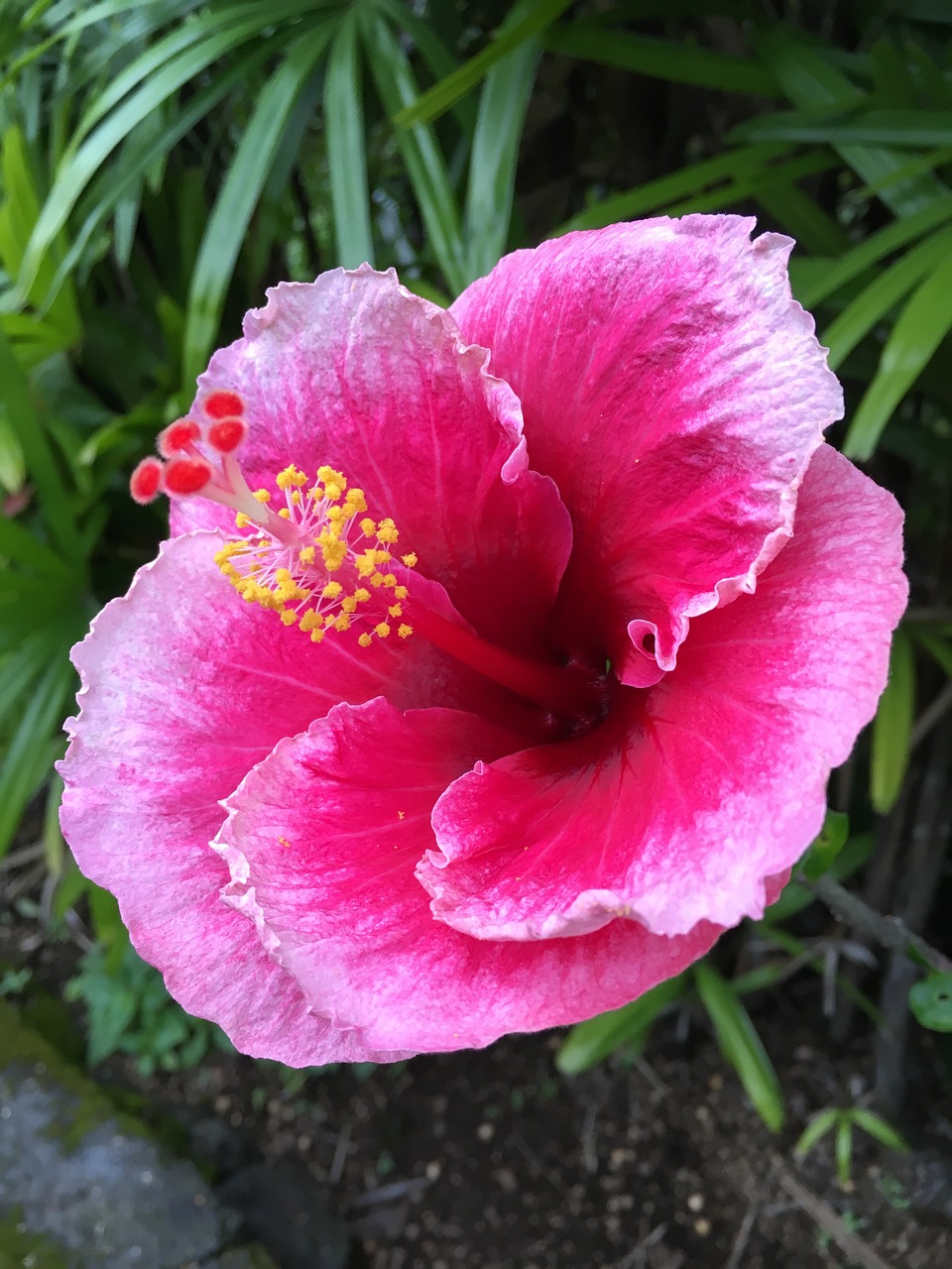 hibiscus flower plant free photo