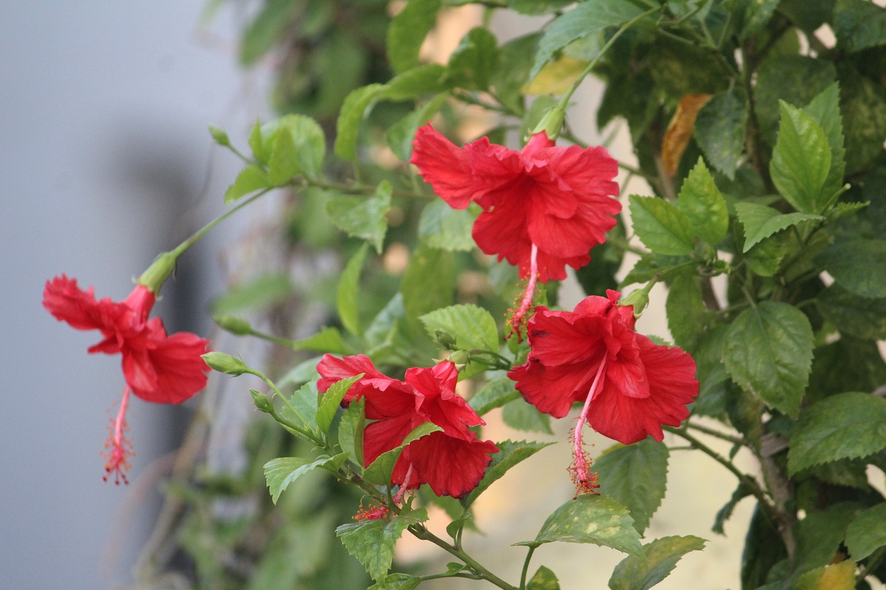 hibiscus china rose flower free photo