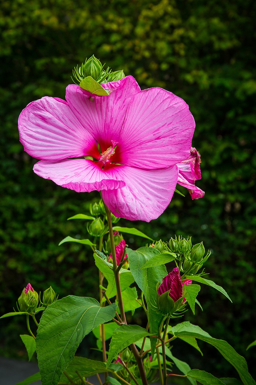 hibiscus marshmallow mallow free photo