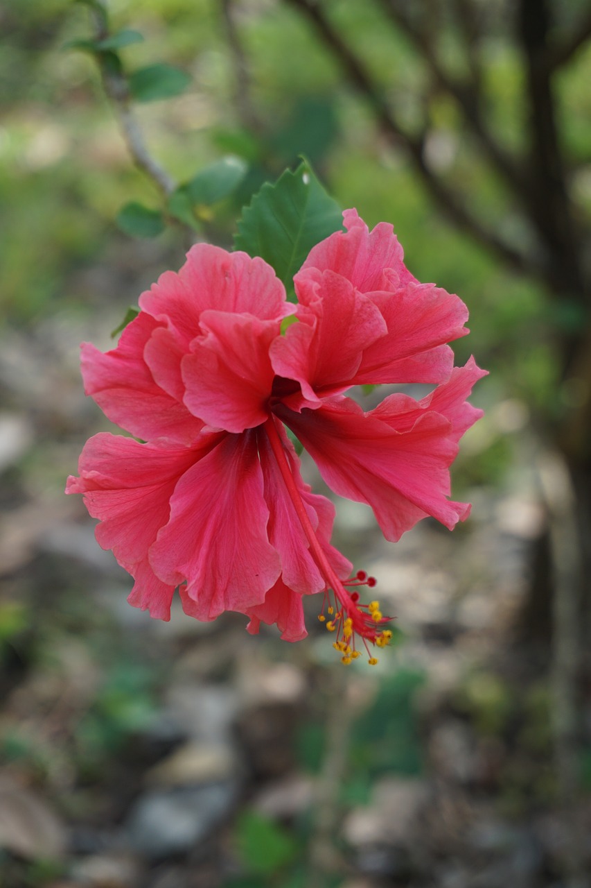 hibiscus nature australia free photo