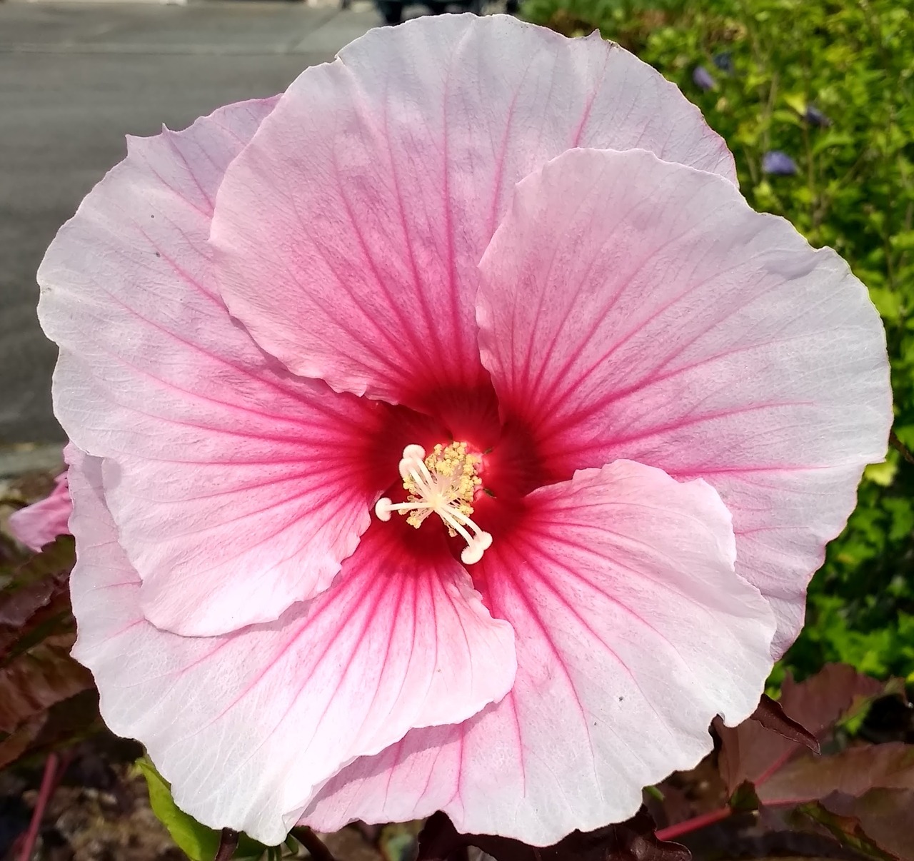 hibiscus flower plant free photo