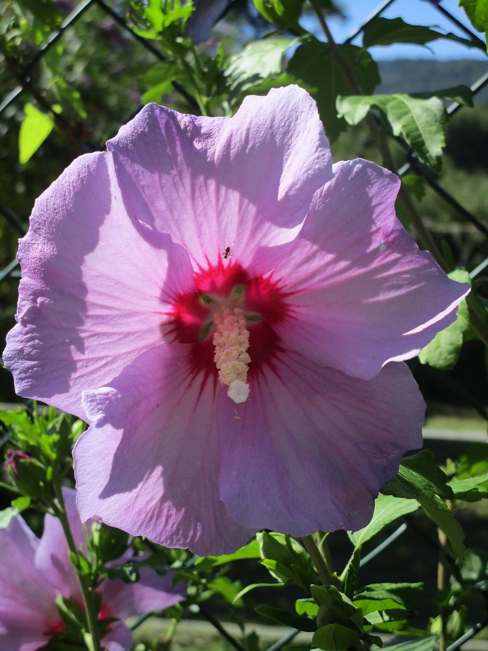 hibiscus blossom bloom free photo