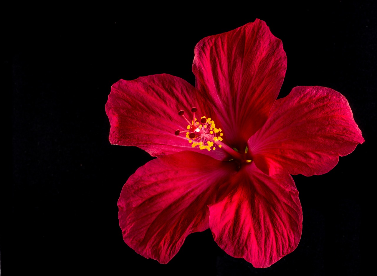 hibiscus blossom bloom free photo