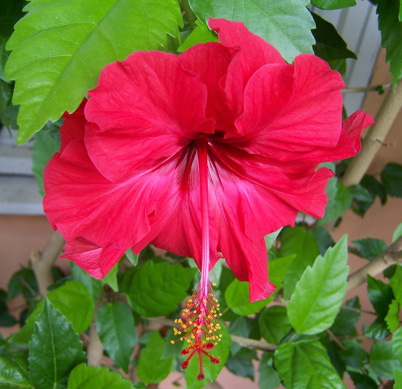 hibiscus red flower exotic plant free photo