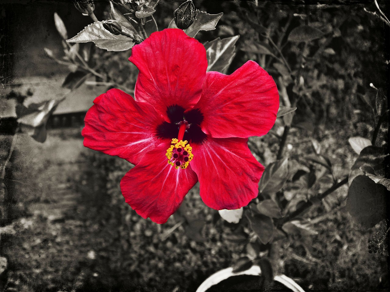 hibiscus flower red free photo