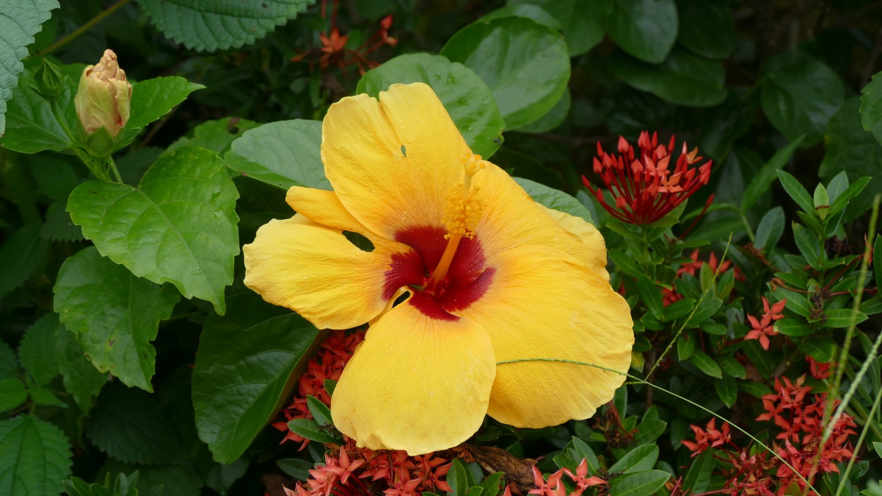 hibiscus flower việt nam free photo