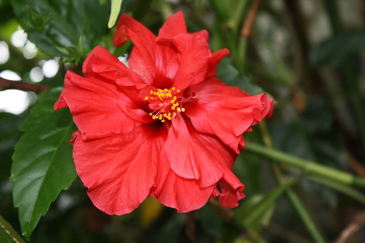 hibiscus flower red free photo