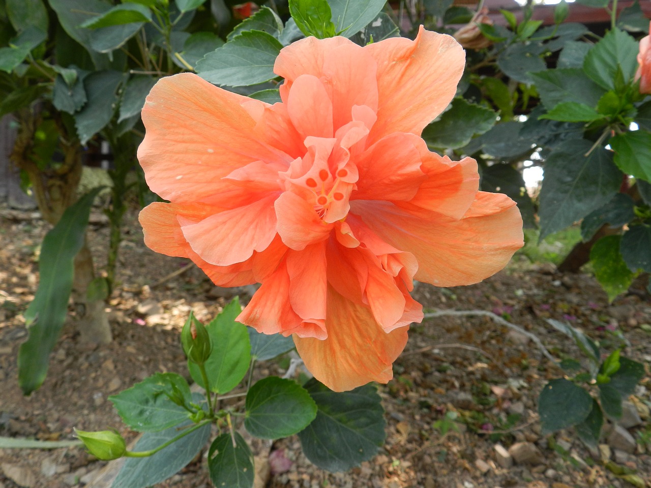 hibiscus orange flower free photo