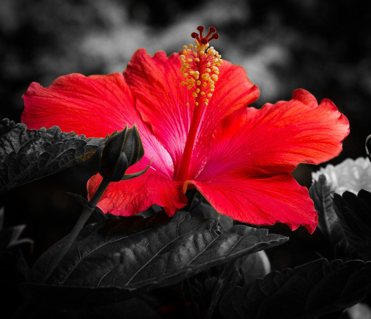 hibiscus flower red free photo