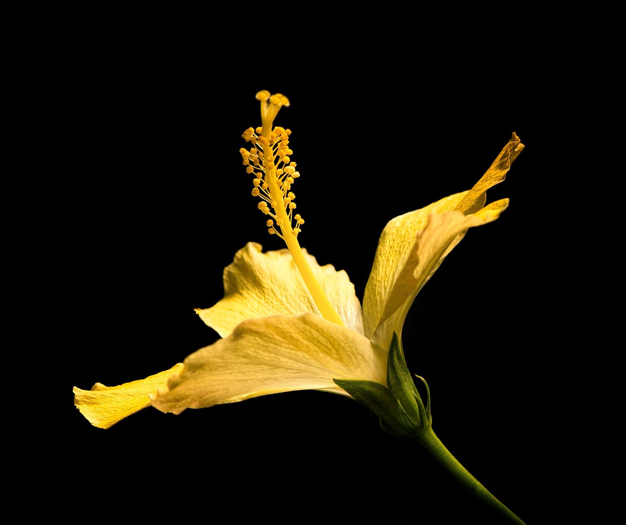 hibiscus yellow close up free photo