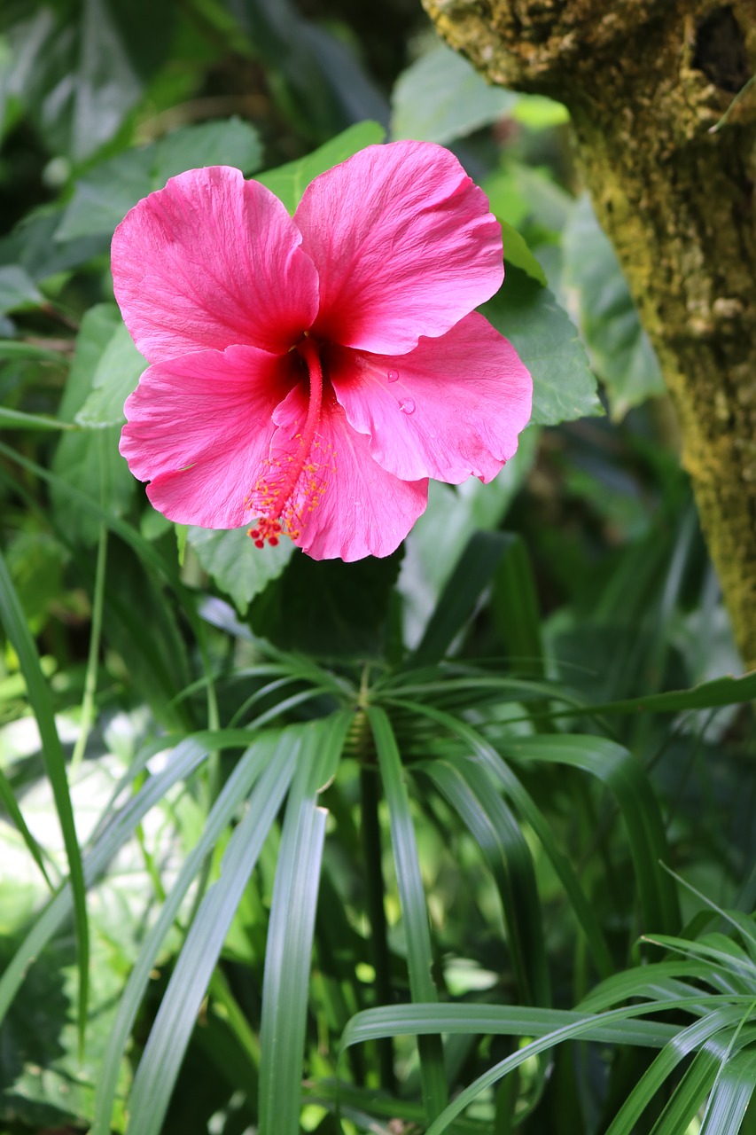 hibiscus pink flower free photo