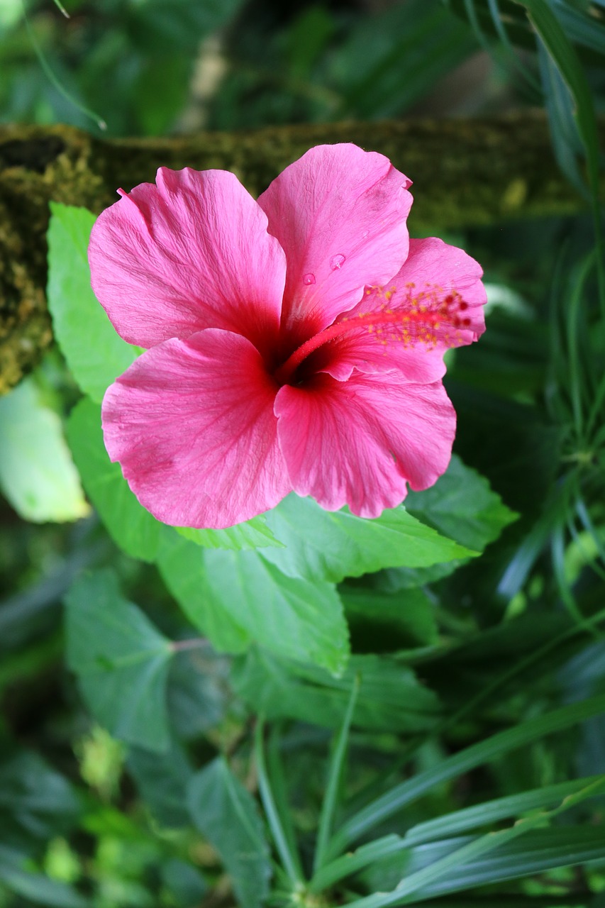 hibiscus pink flower free photo