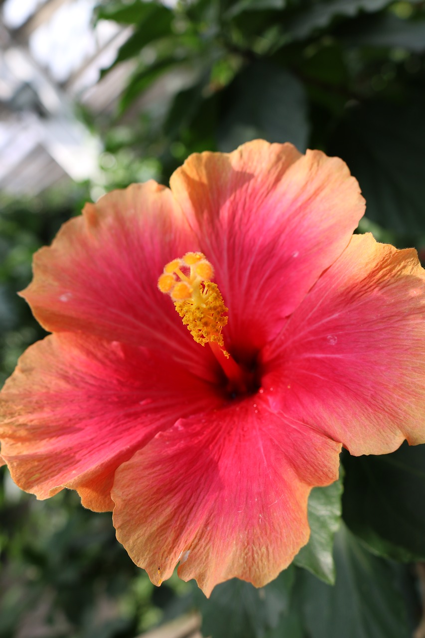 hibiscus red orange free photo