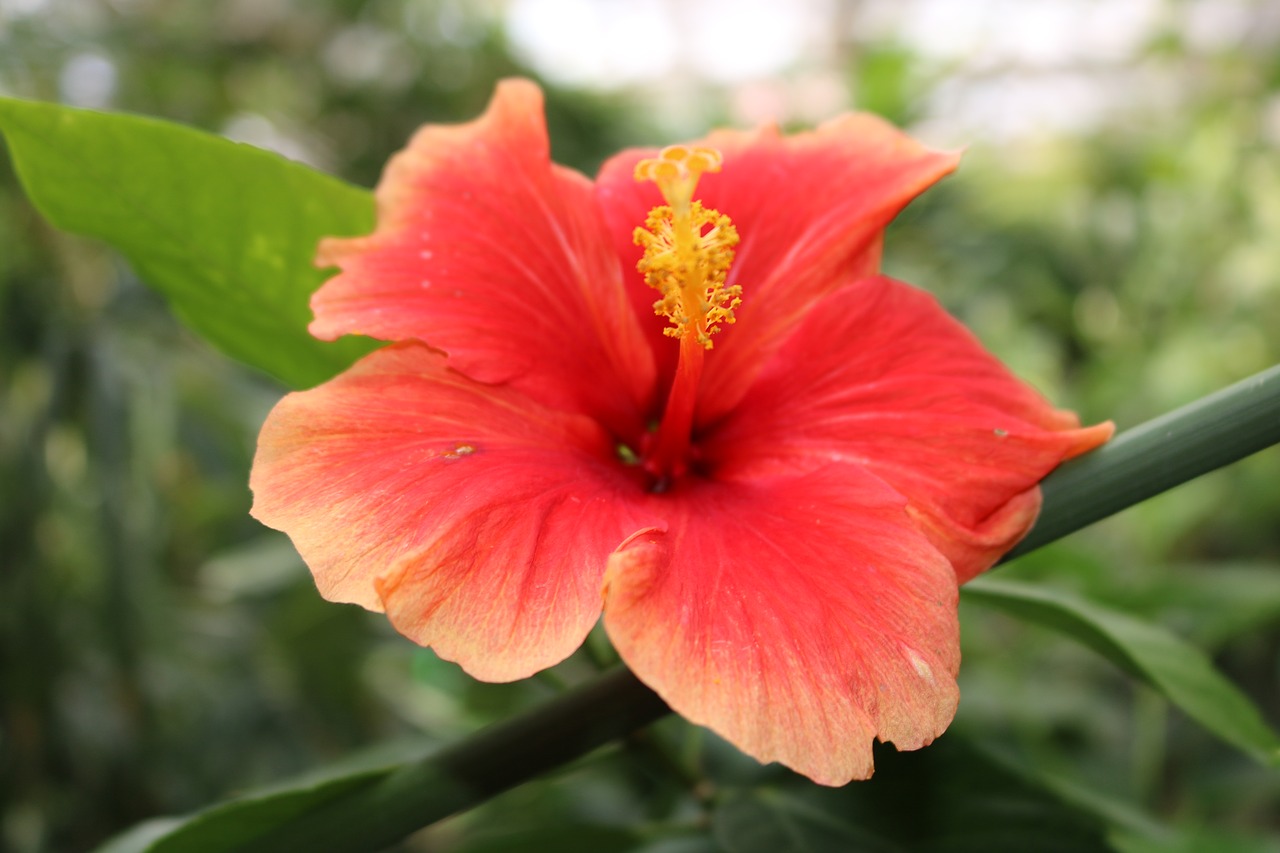 hibiscus red orange free photo