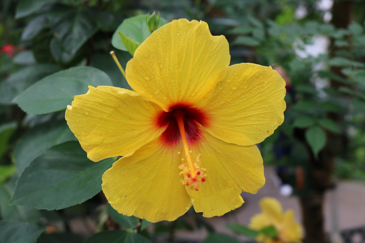 hibiscus red orange free photo