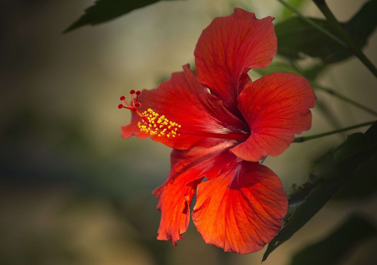 hibiscus red close up free photo