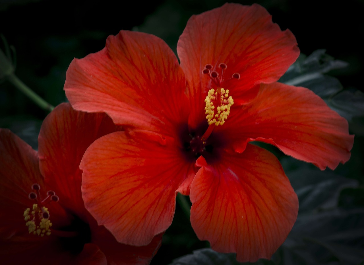 hibiscus flower close free photo