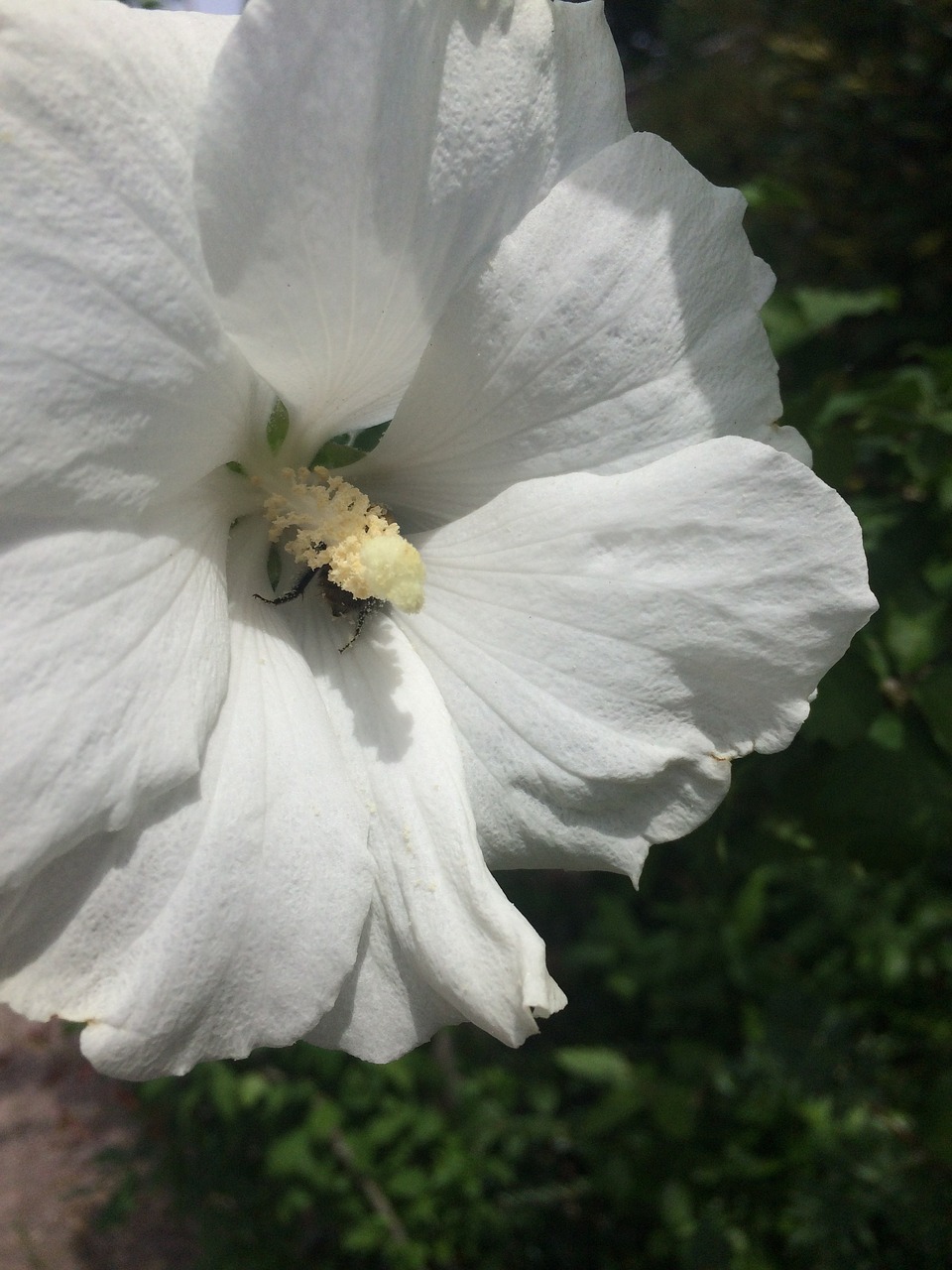 hibiscus flower shrub free photo