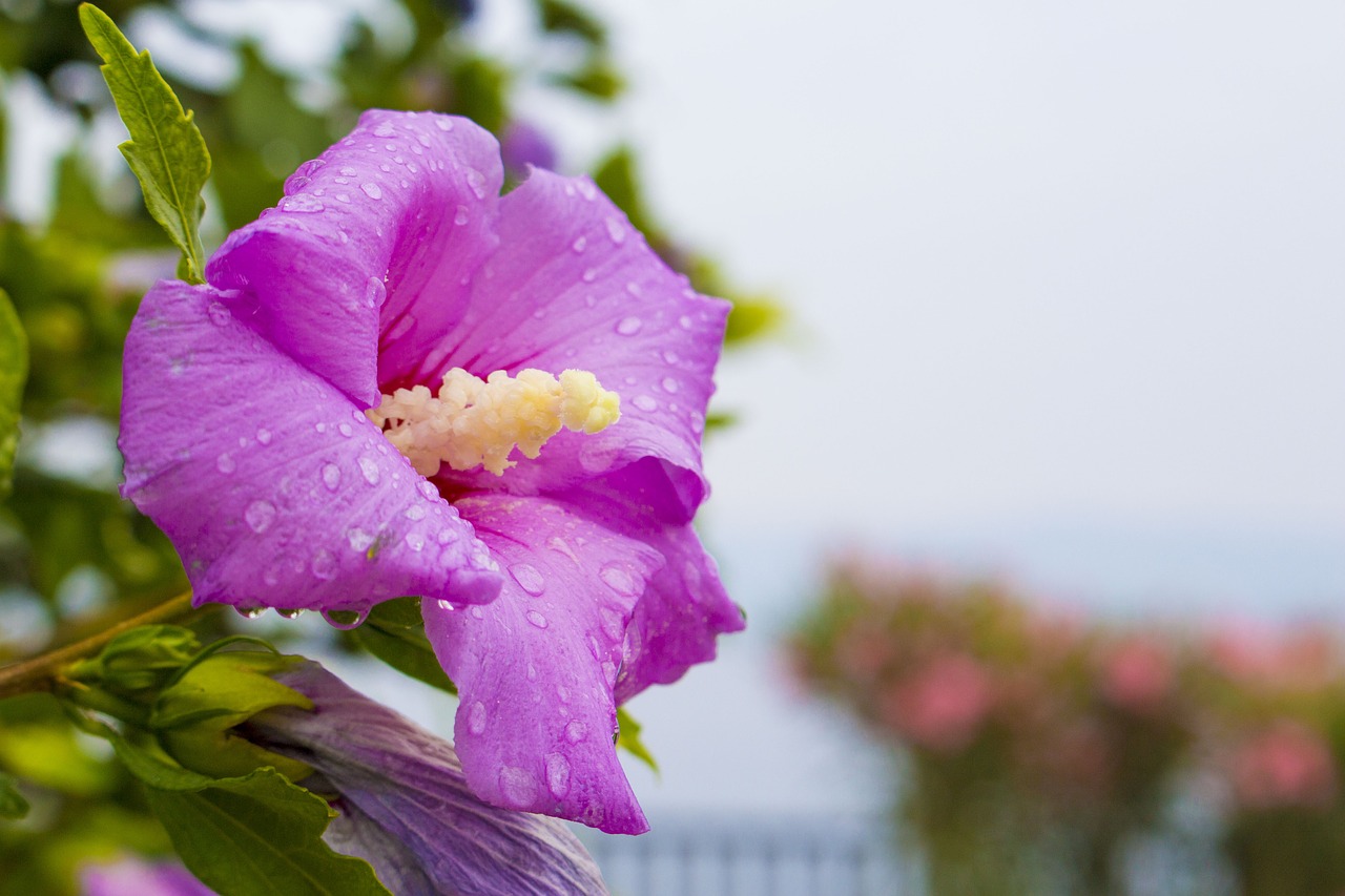 hibiscus flower croatia free photo