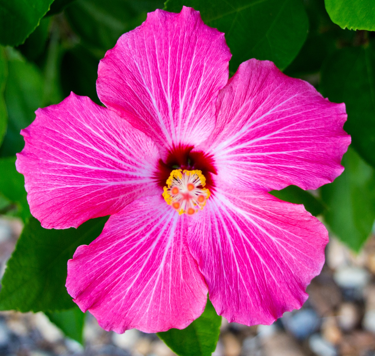 hibiscus flower pink free photo