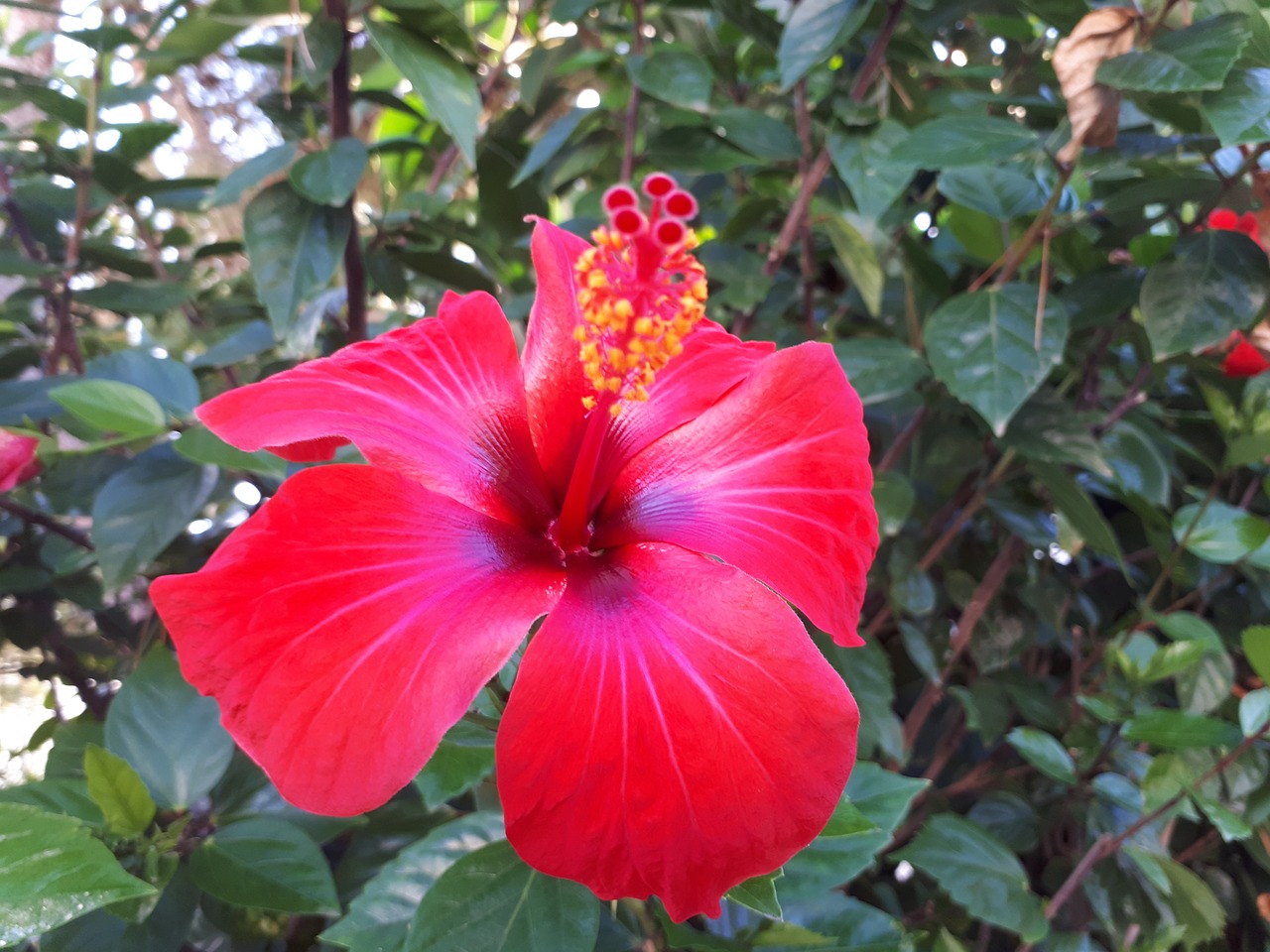 hibiscus flower red free photo