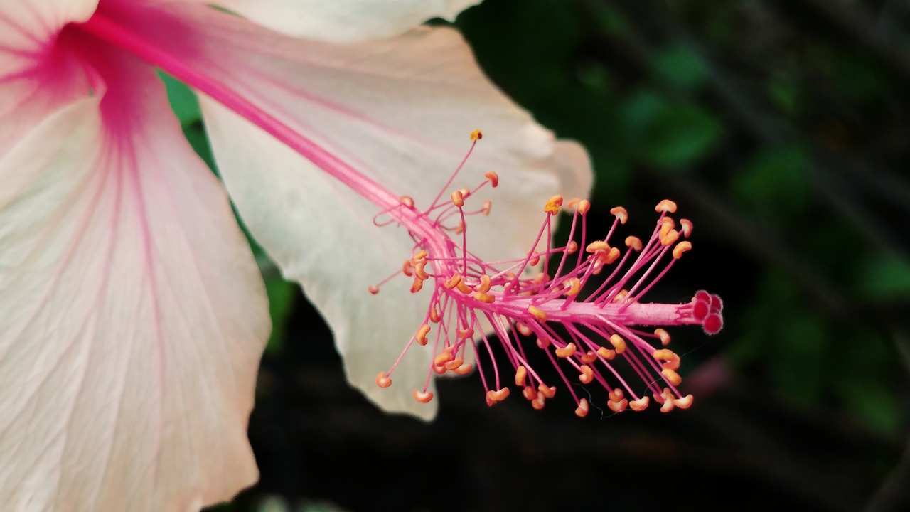 hibiscus pistil flower free photo