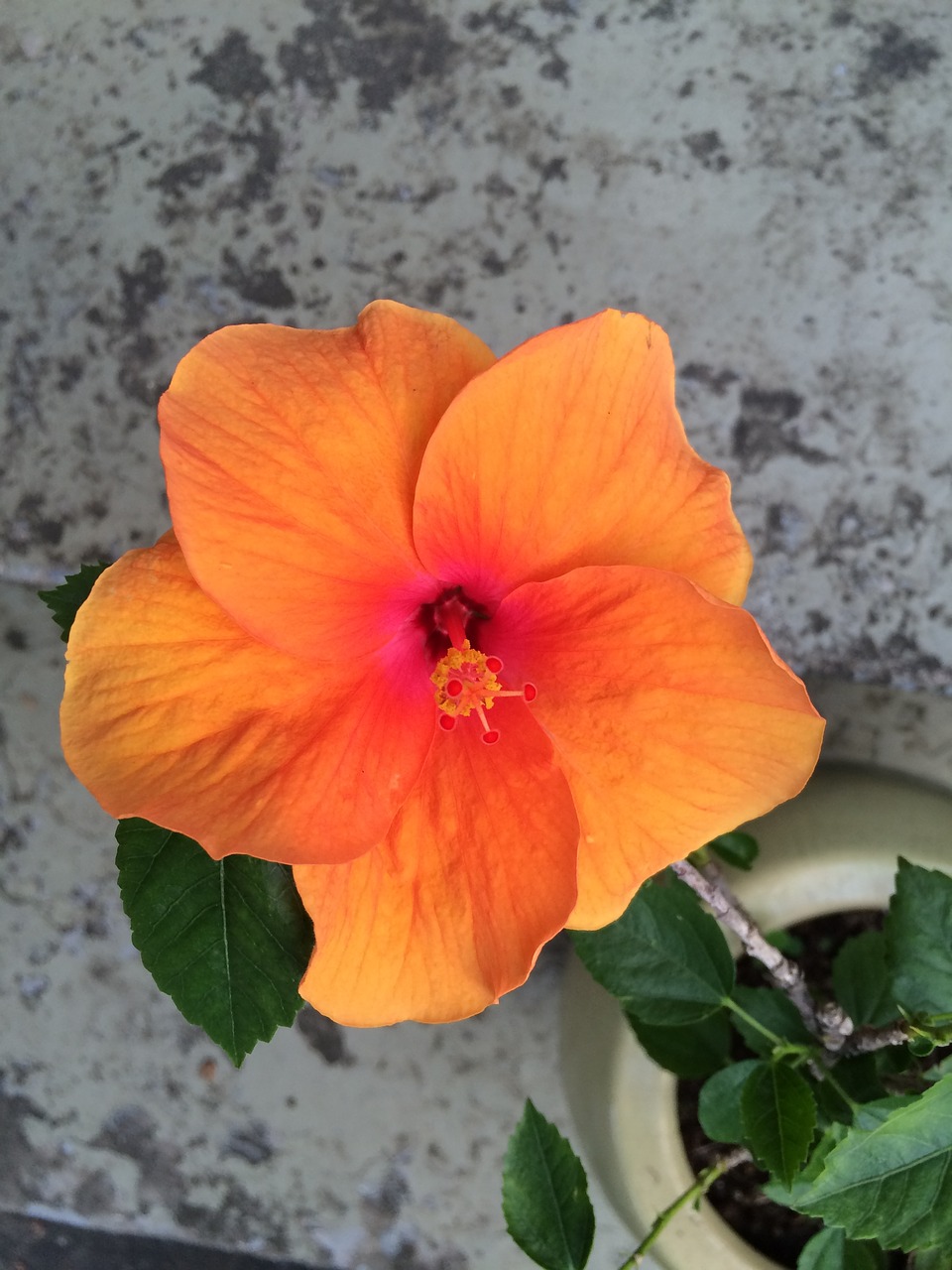 hibiscus flower plant free photo