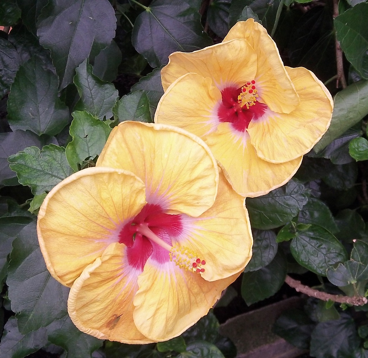 hibiscus flowers nature free photo