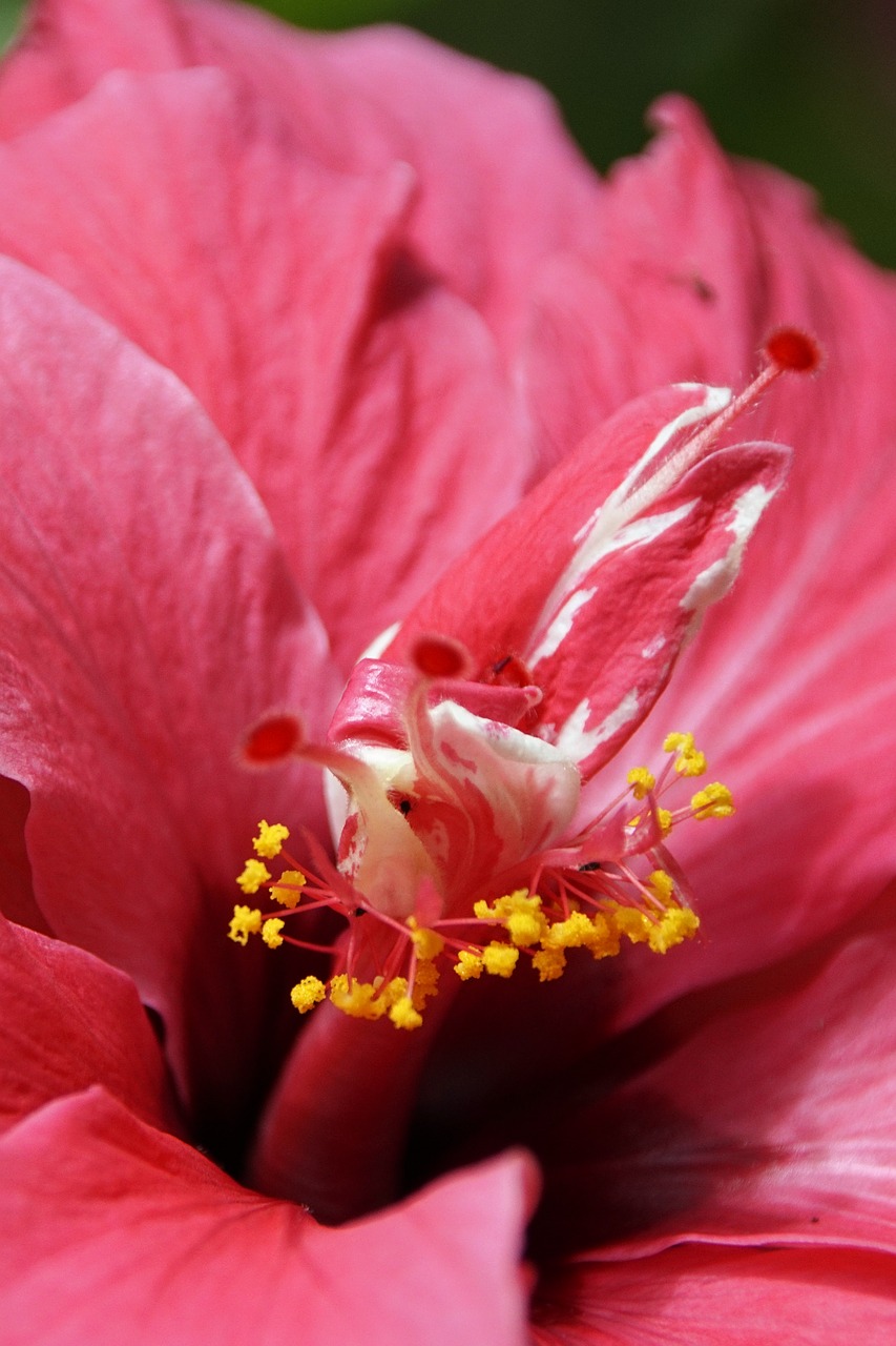 hibiscus flower blossom free photo