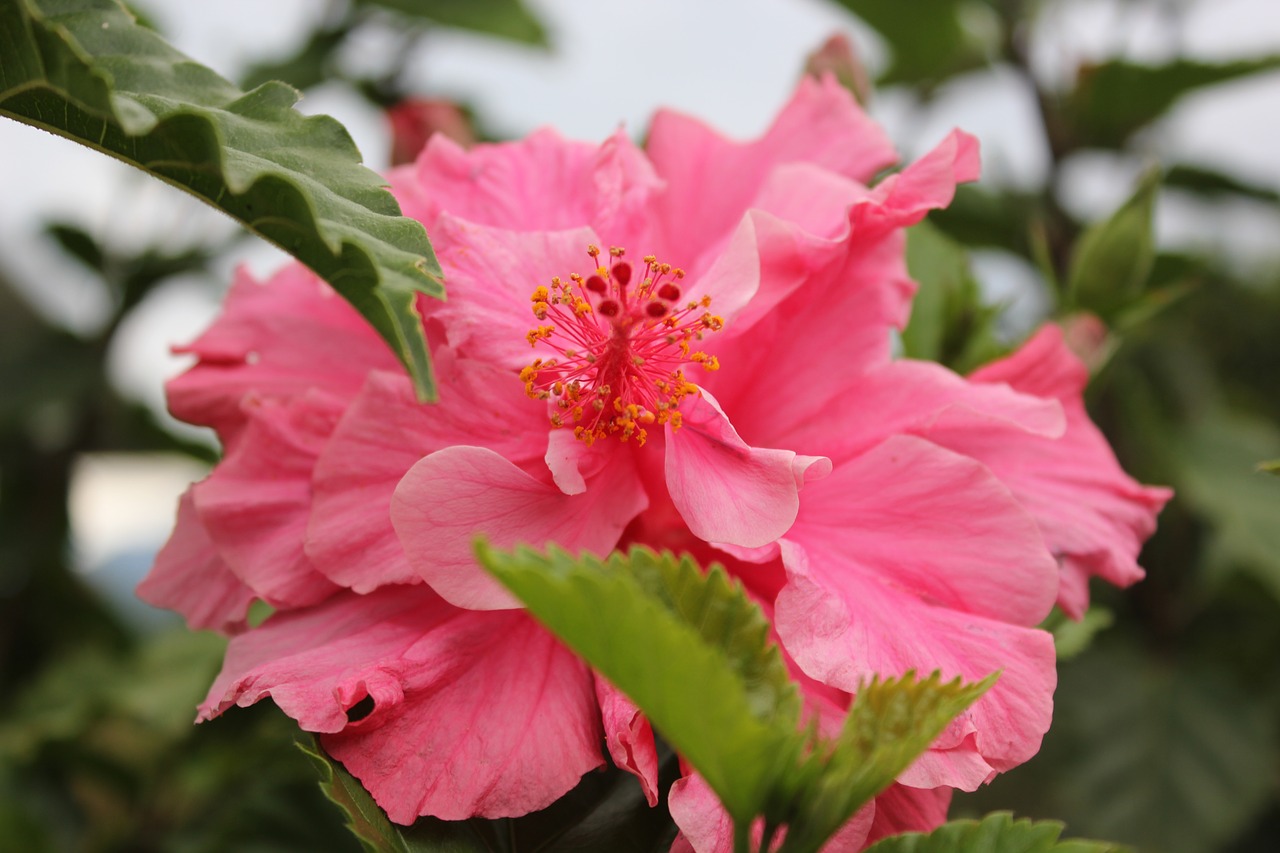 hibiscus flower mallow free photo