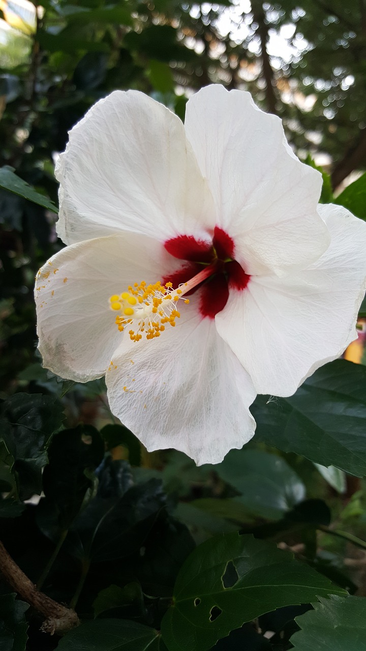 hibiscus white flower free photo