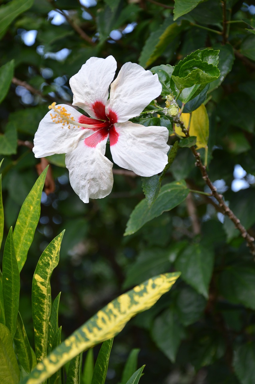 hibiscus blossom bloom free photo