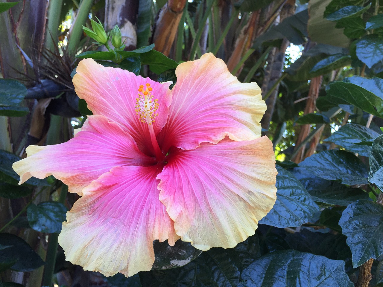 hibiscus flower nature free photo