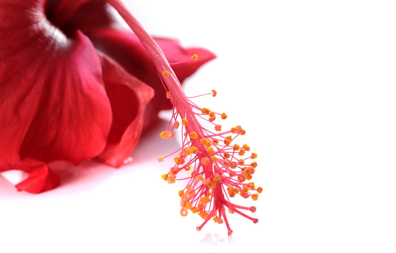 hibiscus flower red free photo