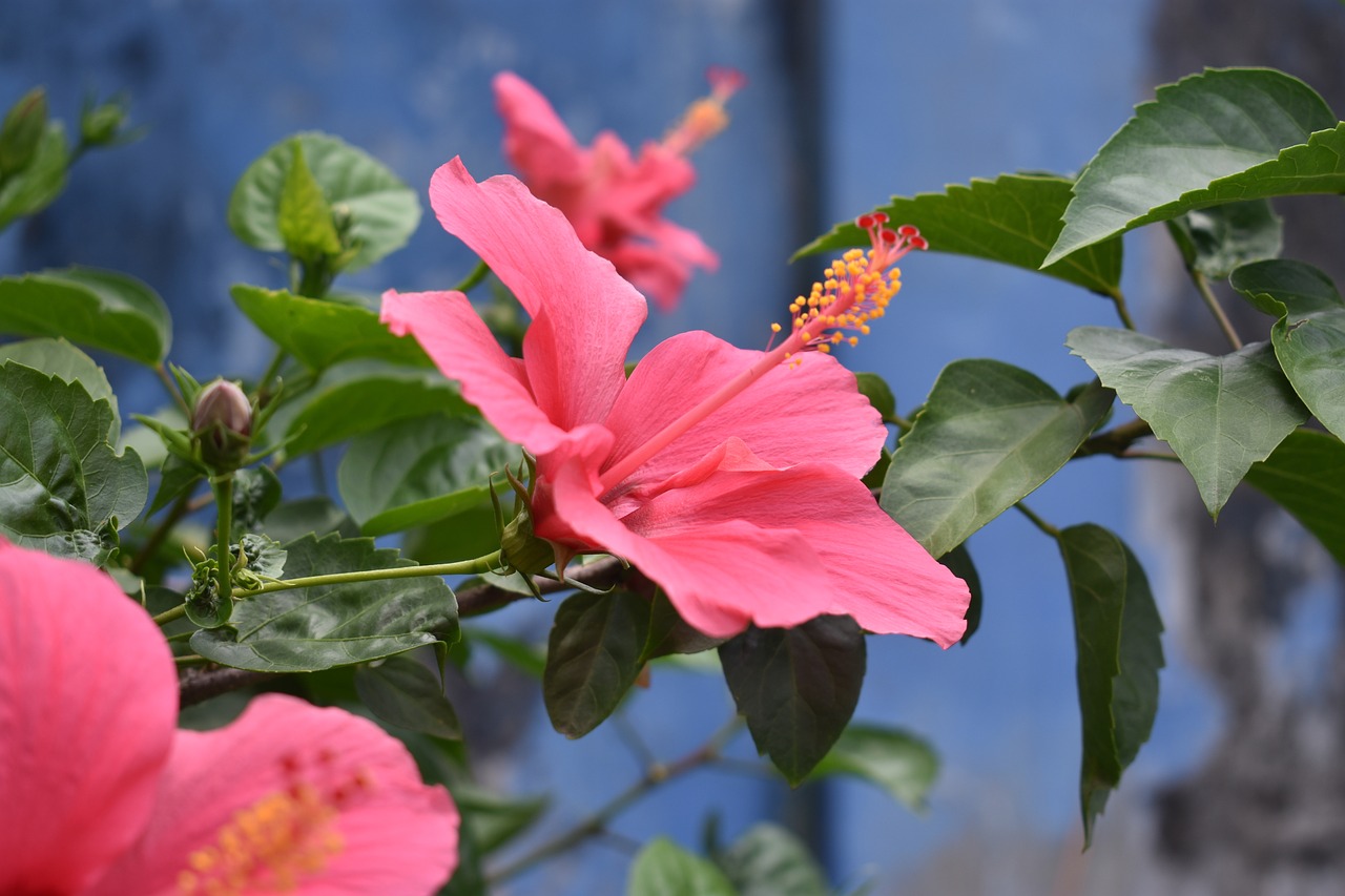 hibiscus flower pink flower free photo