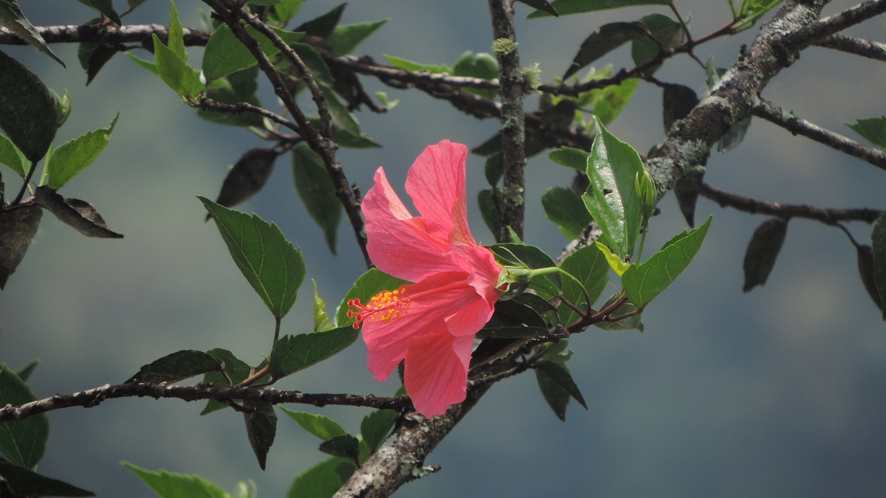 hibiscus flower plant free photo