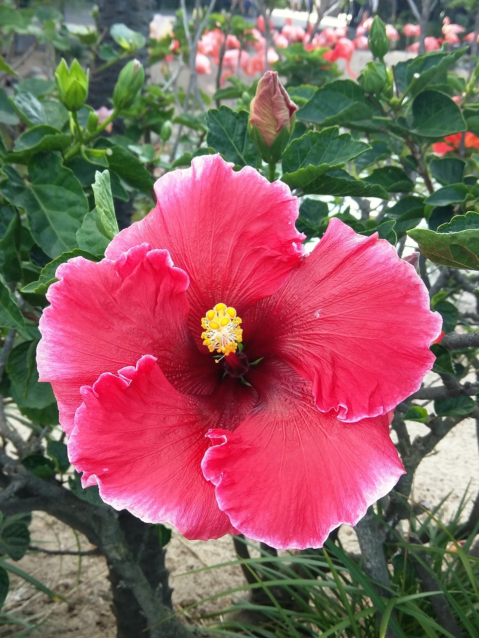 hibiscus flower tropical free photo