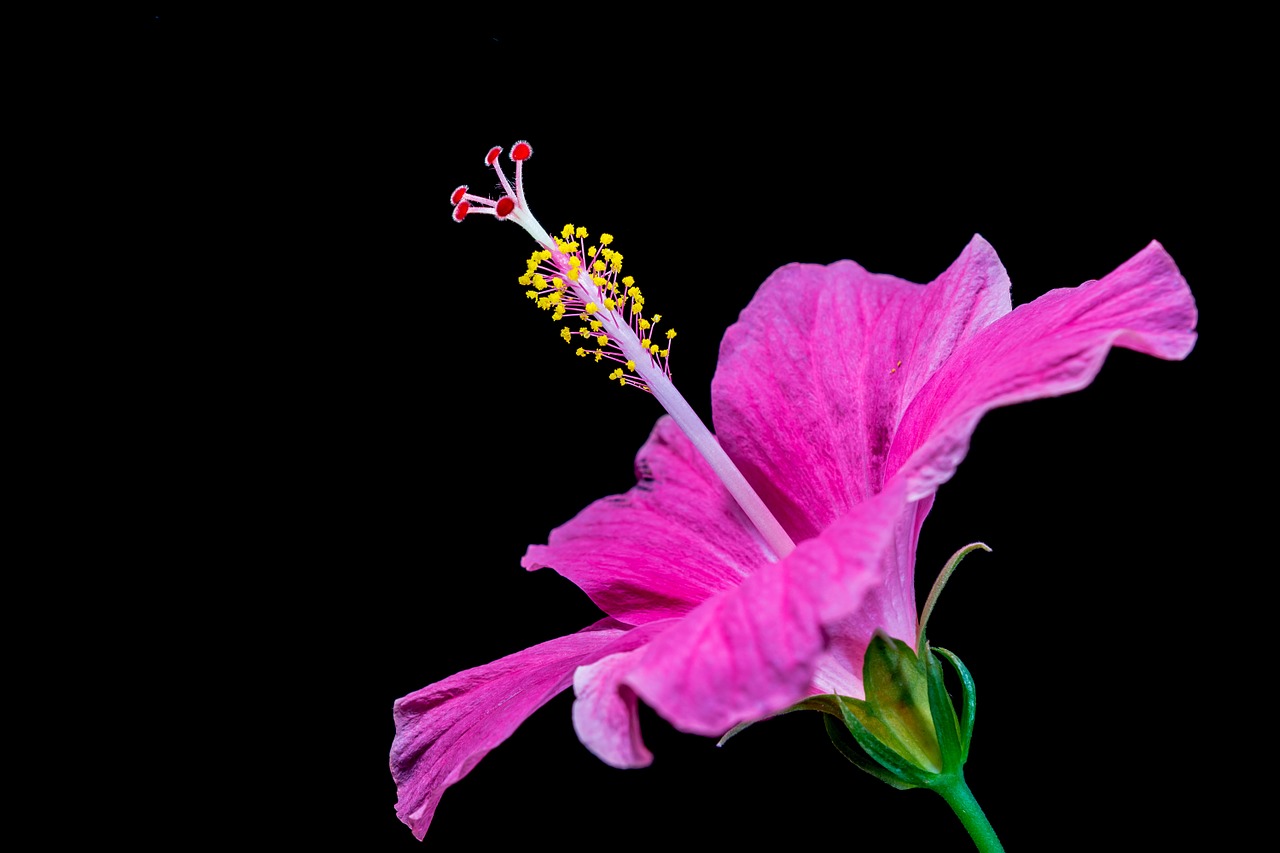 hibiscus blossom bloom free photo
