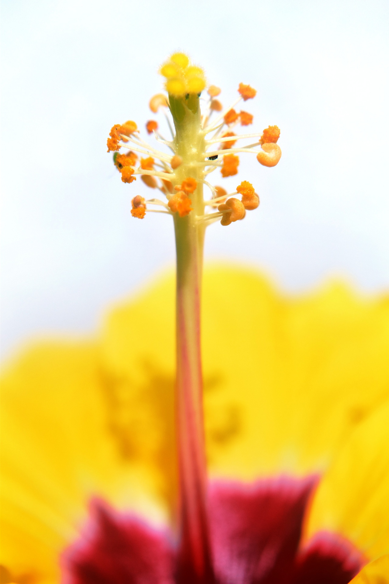 hibiscus flower nature free photo